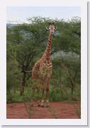 07AkagaraPMGameDrive - 07 * Giraffe (Twiga).